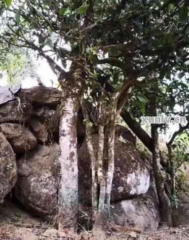 二嘎子茶树图片